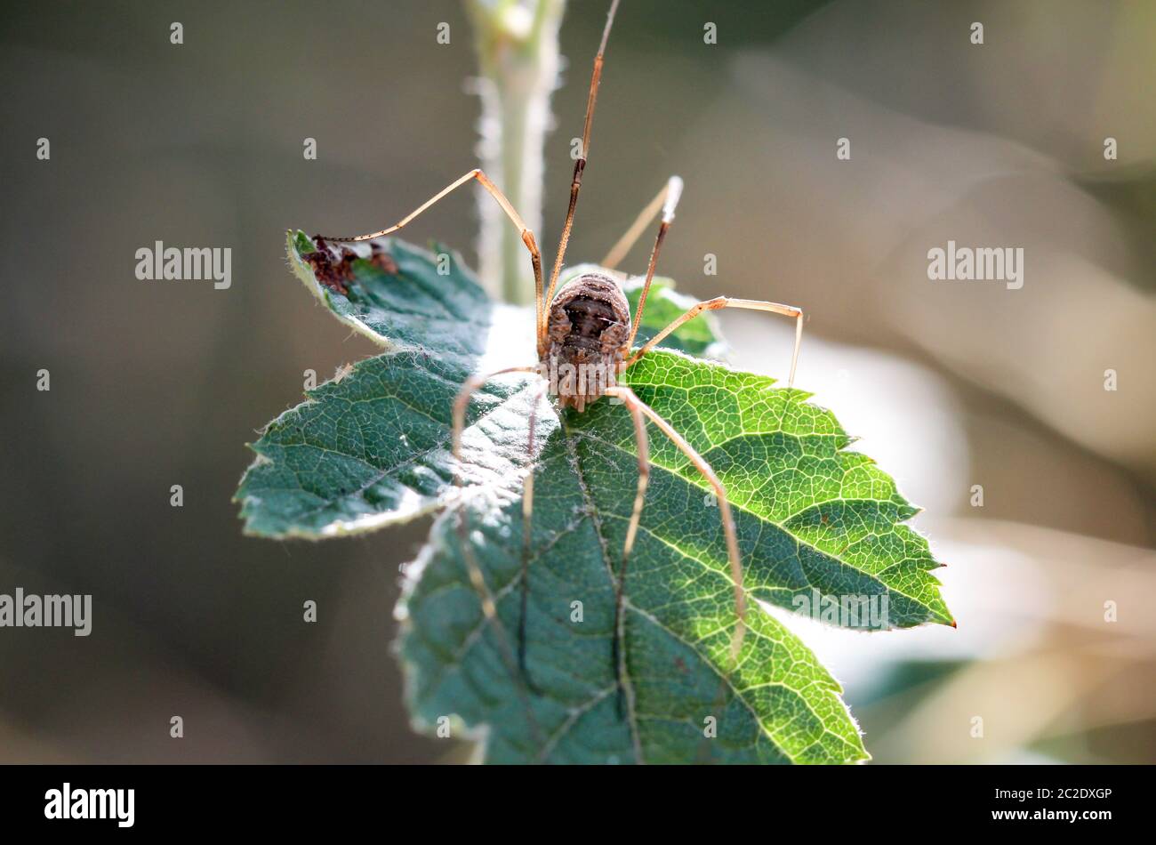 a spider is a very useful animal, often hiding in corners and in the net Stock Photo