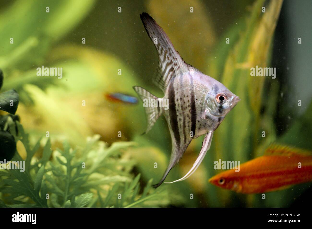 Detail of a skalar fish in aquarium Stock Photo