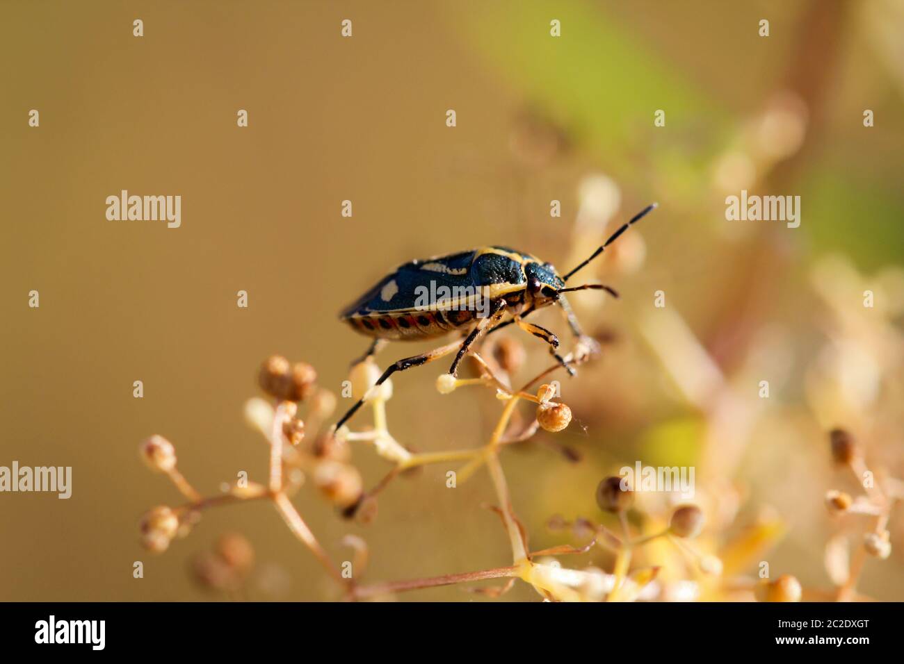 A bug or beetle on a plant Stock Photo