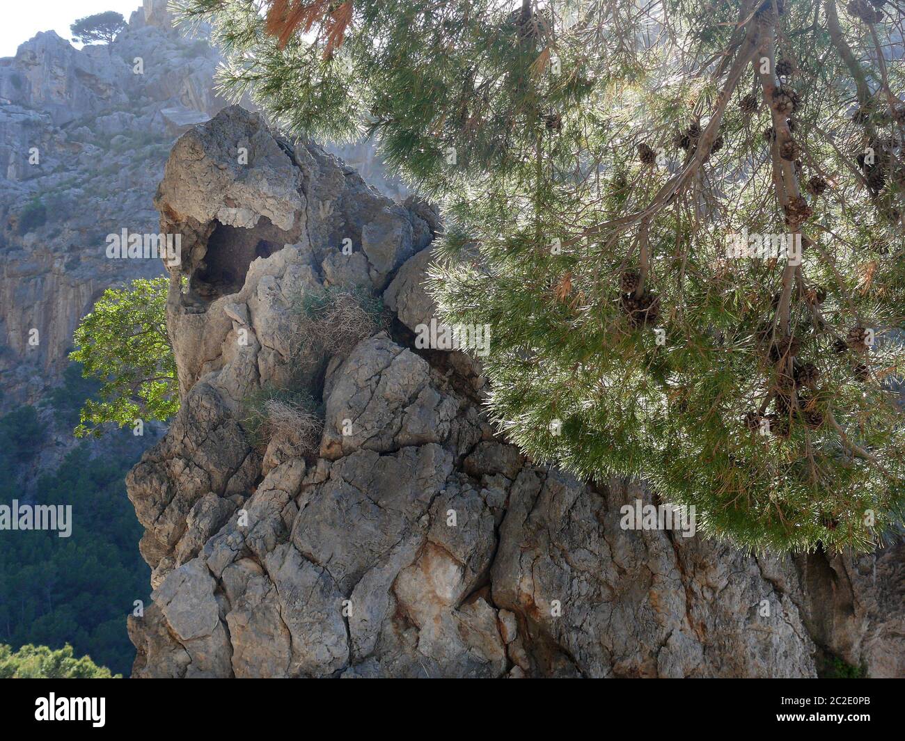 Sa Calobar - rocks and tree - on Mallorca Stock Photo