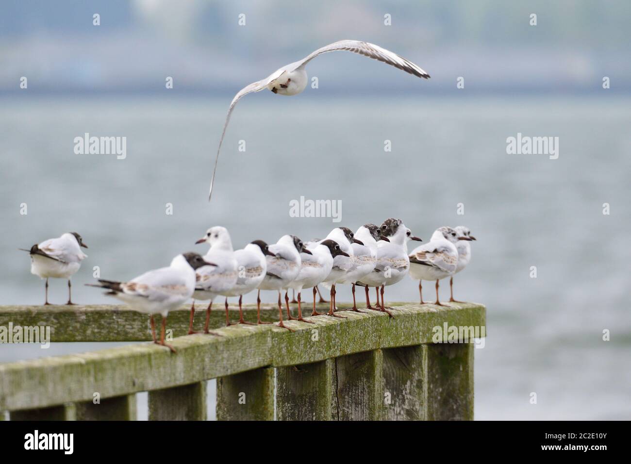 A swarm of Black-headed gull on the baltic sea Stock Photo