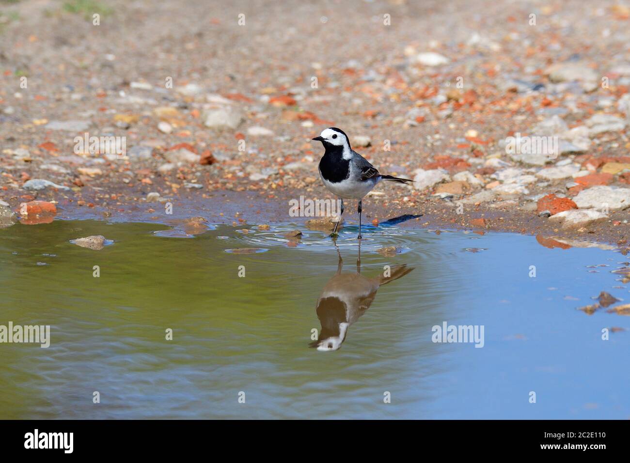White wagtail looking for food in a puddle Stock Photo