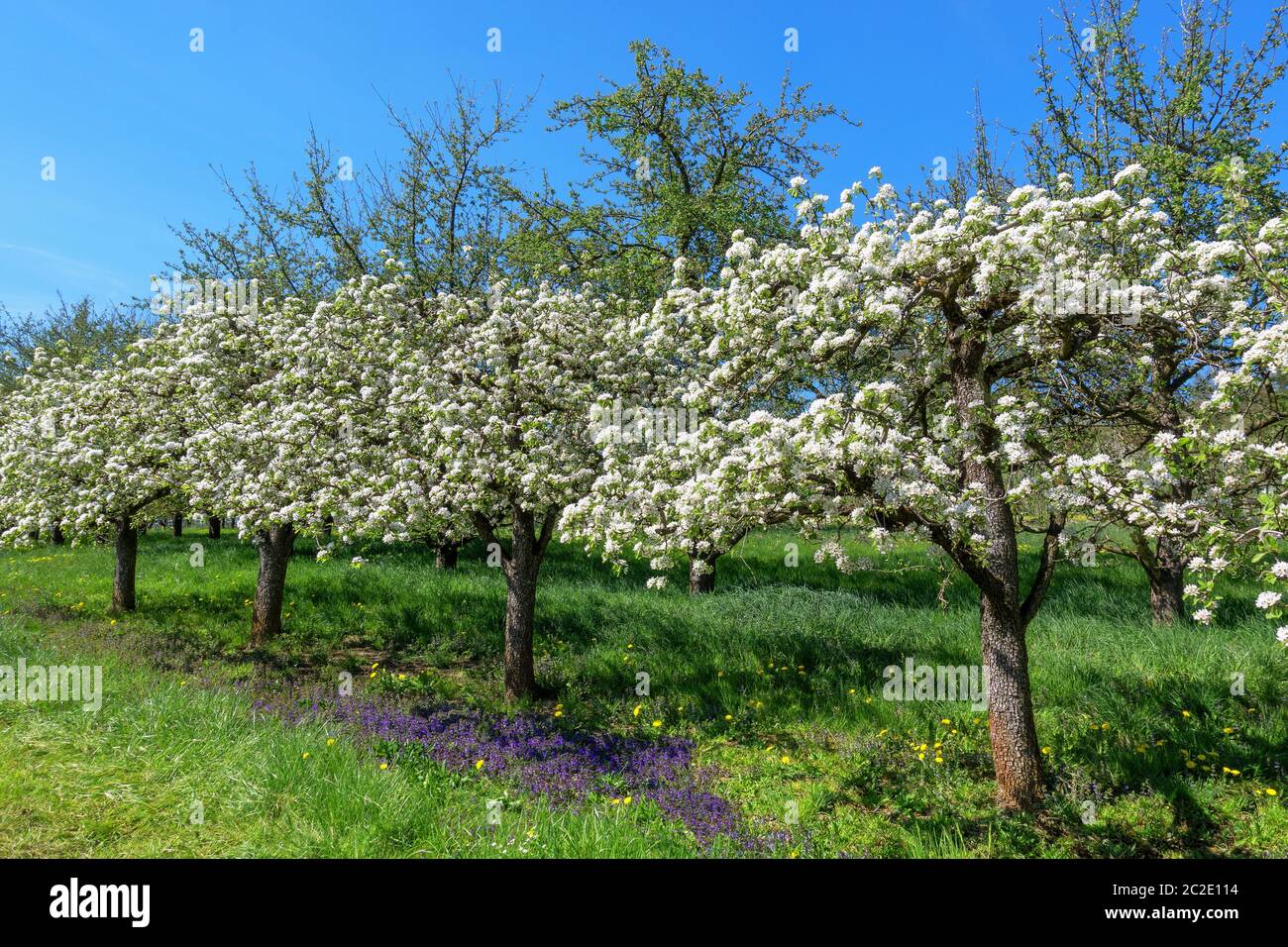 Old orchard with small flowering fruit trees in a diagonal row Stock ...