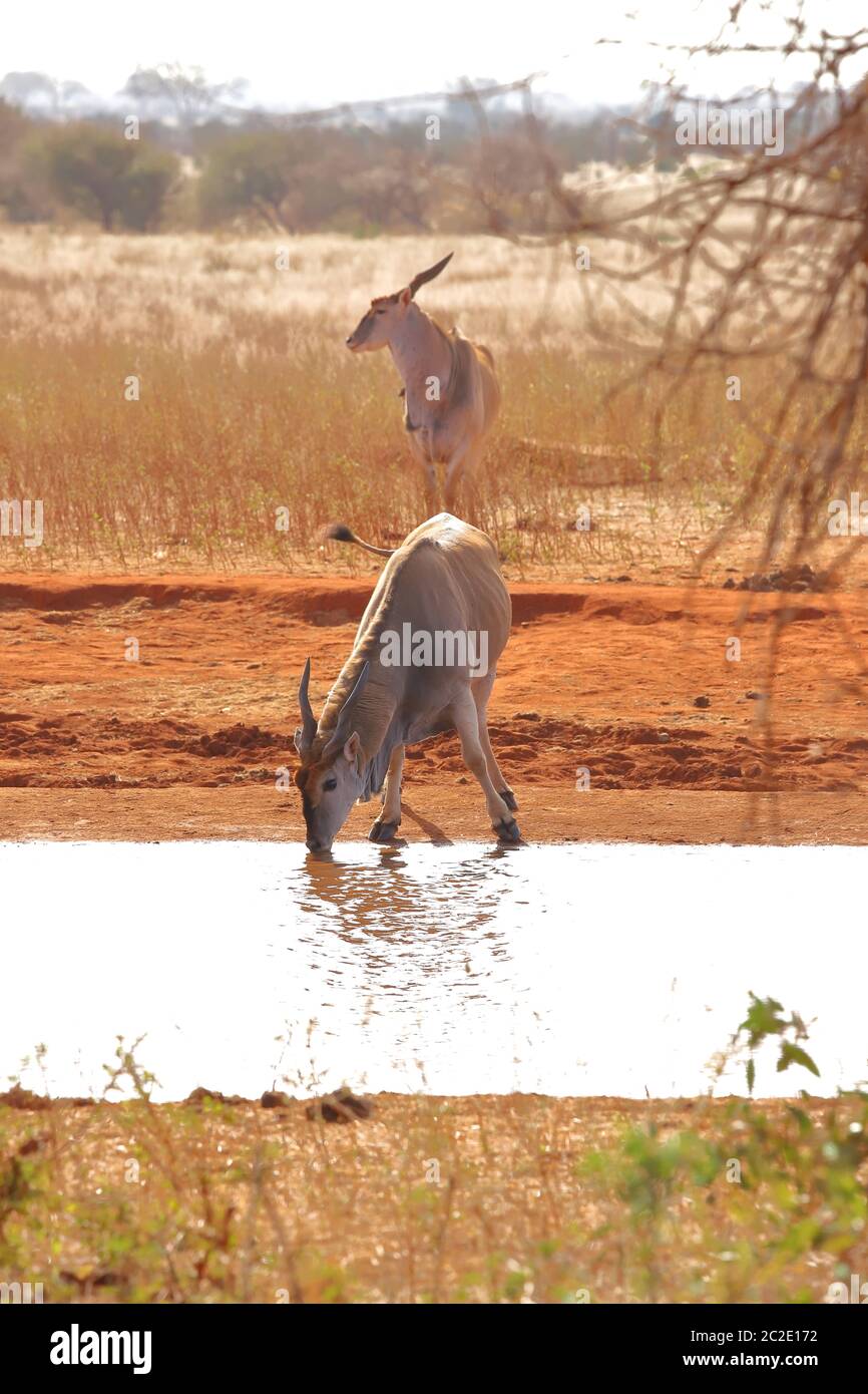 Two eland antelopes at a water hole. Stock Photo
