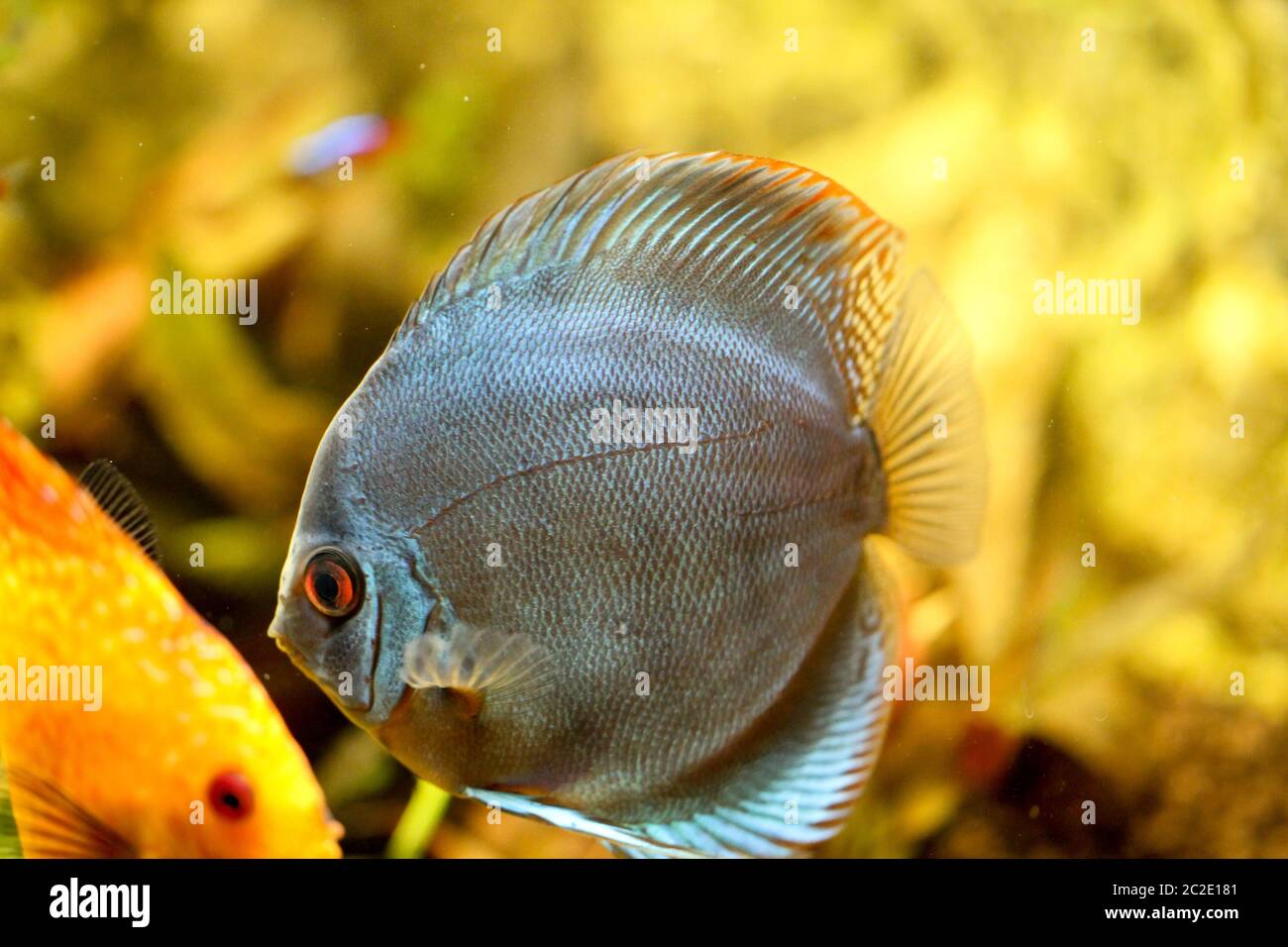 Discus fish in the aquarium. Discus are fish from the genus Symphysodon  Stock Photo - Alamy
