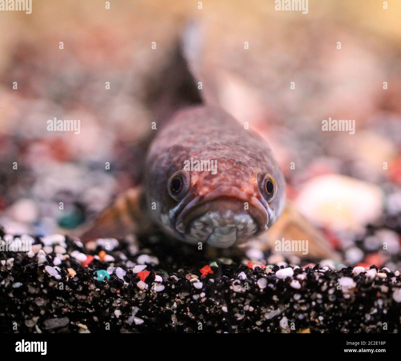 Detail of a mudhead fish in aquarium Stock Photo Alamy