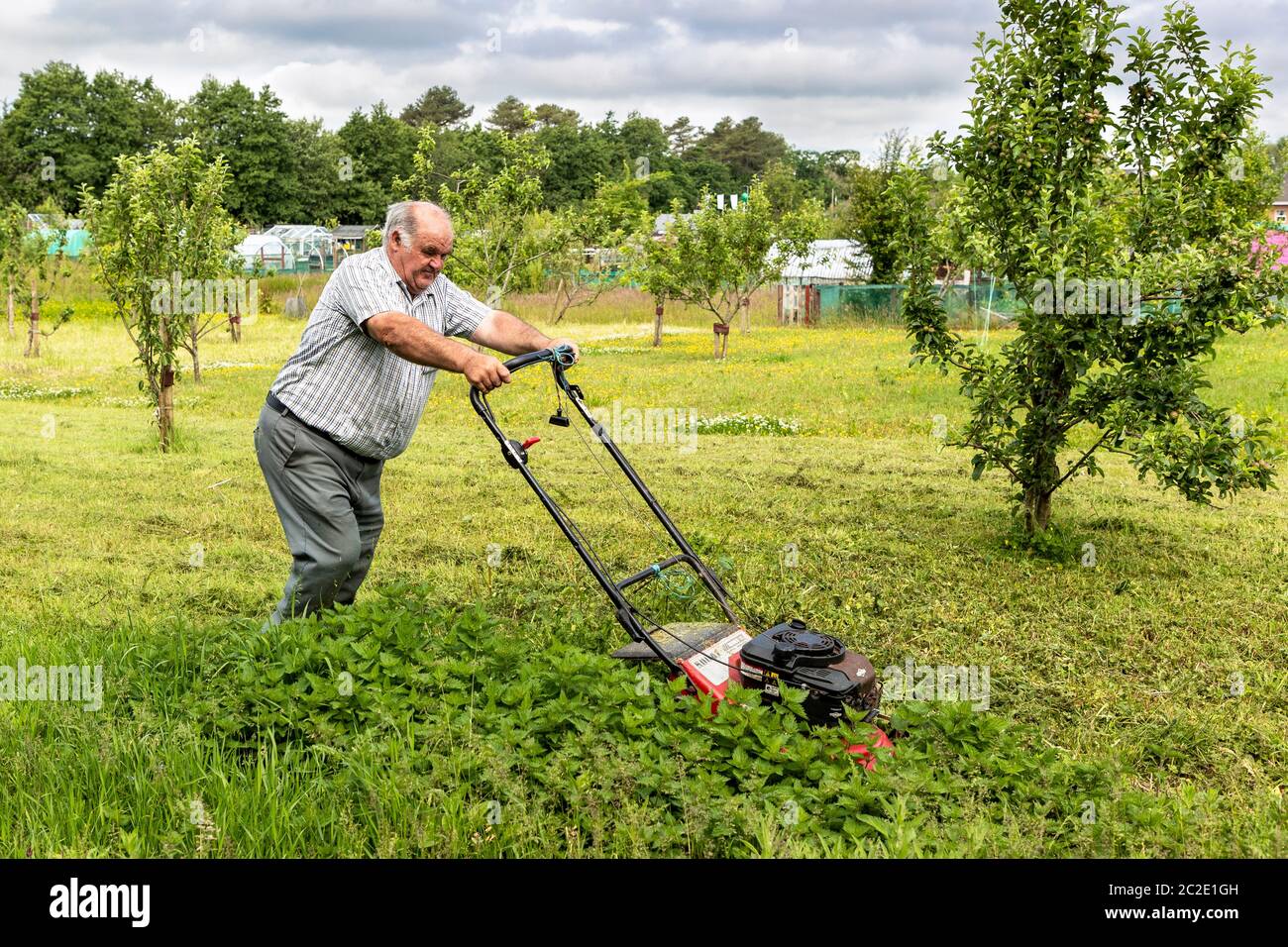Cutting the grass at an apple orchard using a petrol driven lawnmower, Eglinton Growers allotments, Kilwinning, Ayrshire, Scotland, UK Stock Photo