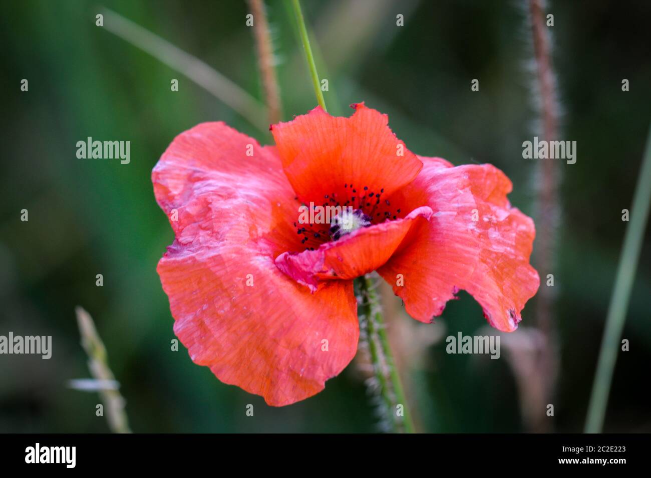 Papaver rhoeas common names include corn poppy , corn rose , field poppy , Flanders poppy , red poppy , red weed , coquelicot Stock Photo
