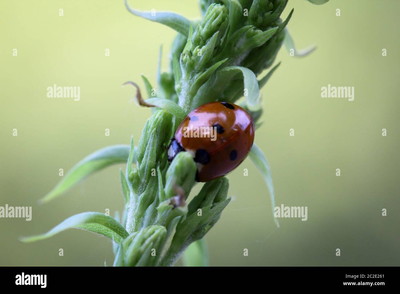 The Ladybird sits on a colored leaf. Macro photo of ladybug close-up. Stock Photo
