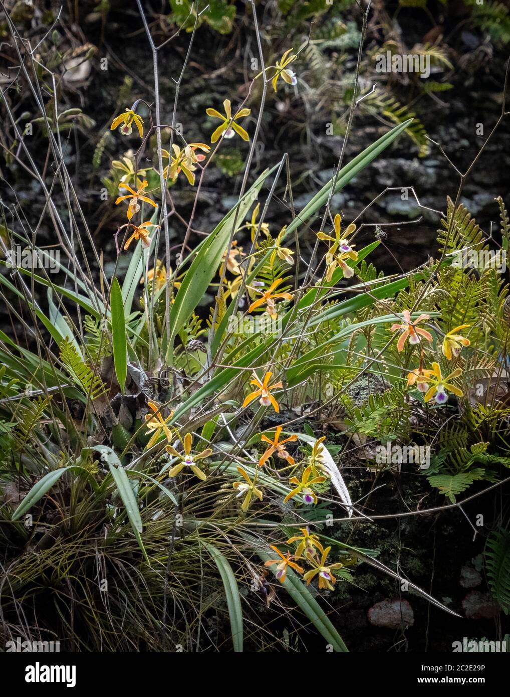 Florida butterfly orchids (Encyclia tampensis)  also known as rein or bog orchids in Myakka River State Park in Sarasota Florida United States Stock Photo