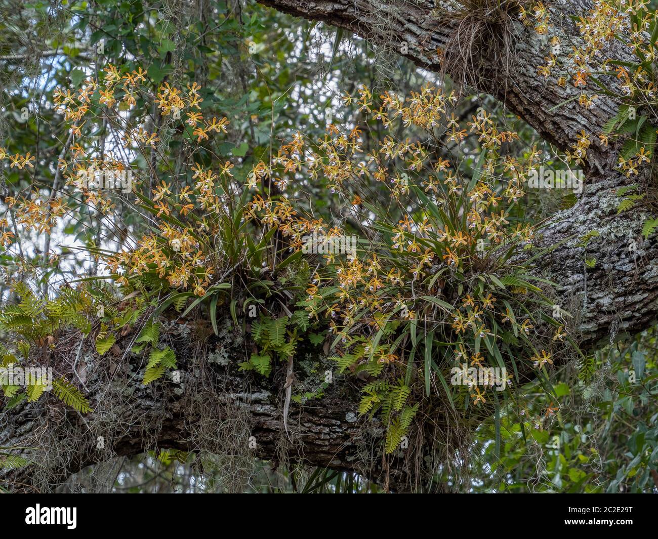 Florida butterfly orchids (Encyclia tampensis)  also known as rein or bog orchids in Myakka River State Park in Sarasota Florida United States Stock Photo