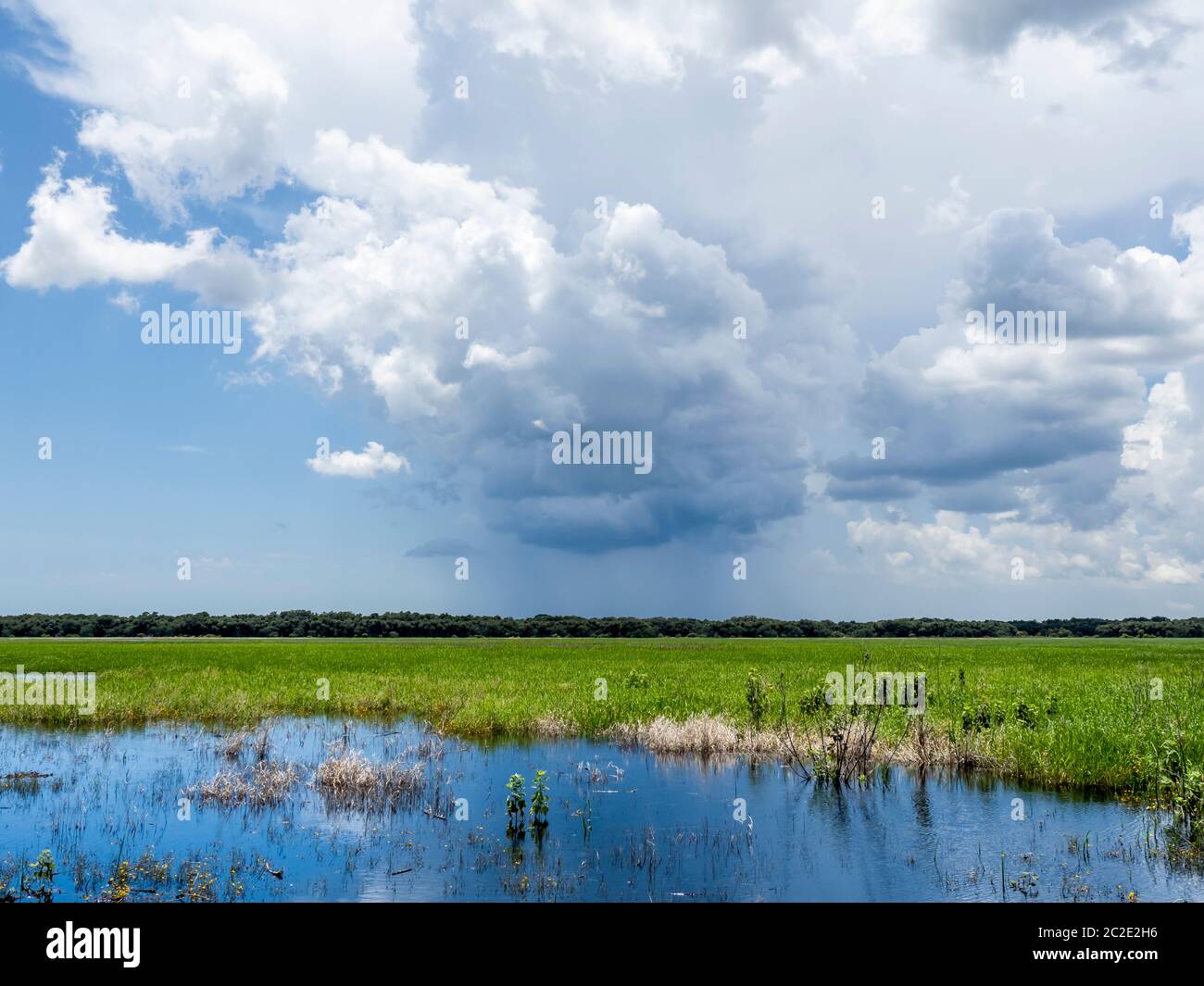 Thunderstorm over Myakka River State Park in Sarasota Florida in the United States Stock Photo