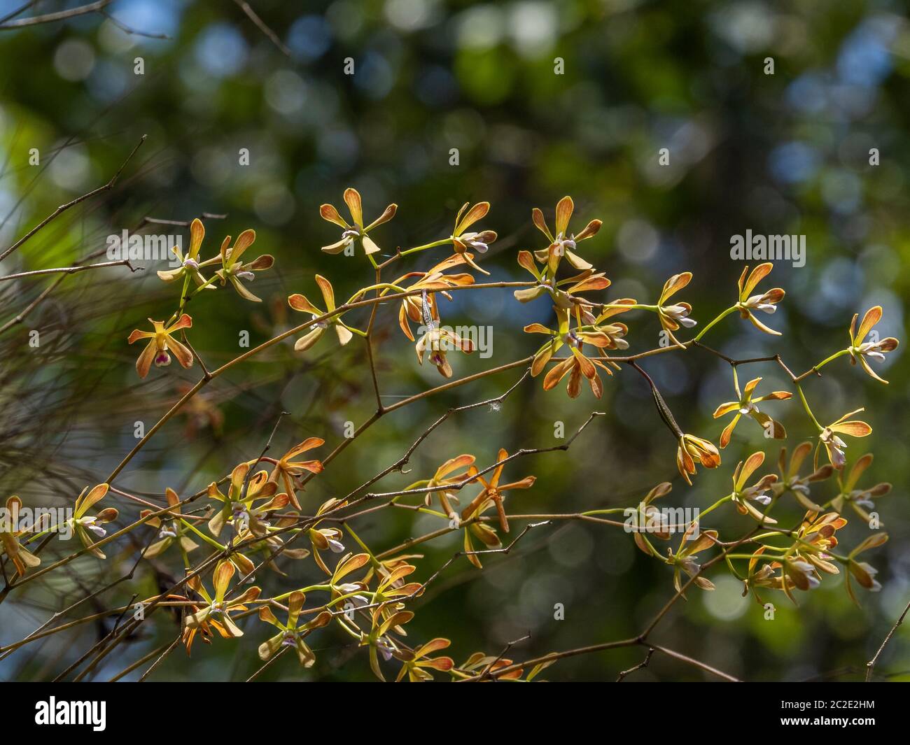 Florida butterfly orchids (Encyclia tampensis)  also known as rein or bog orchids in Myakka River State Park in Sarasota Florida United States Stock Photo