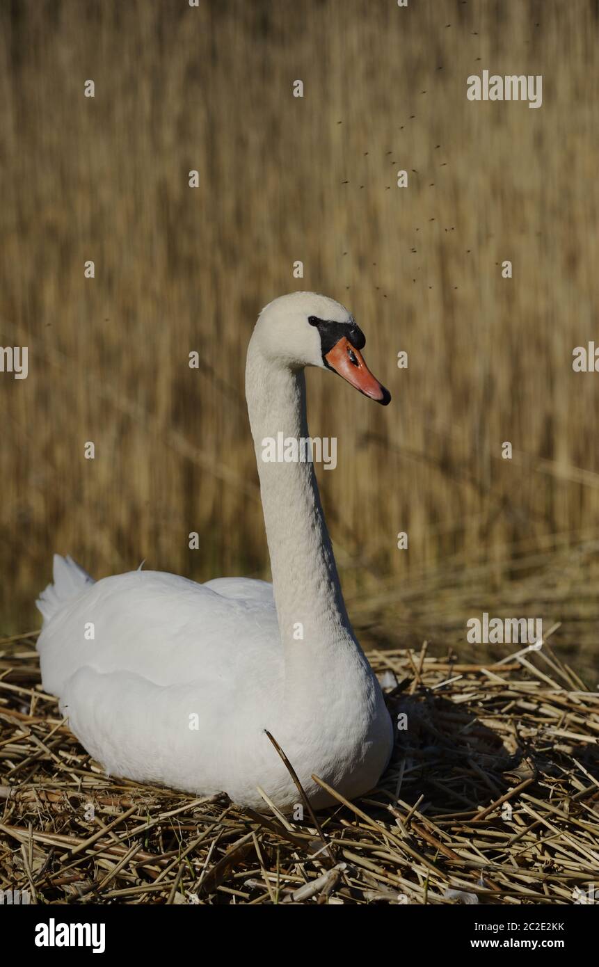 white swan sitting on a nest Stock Photo