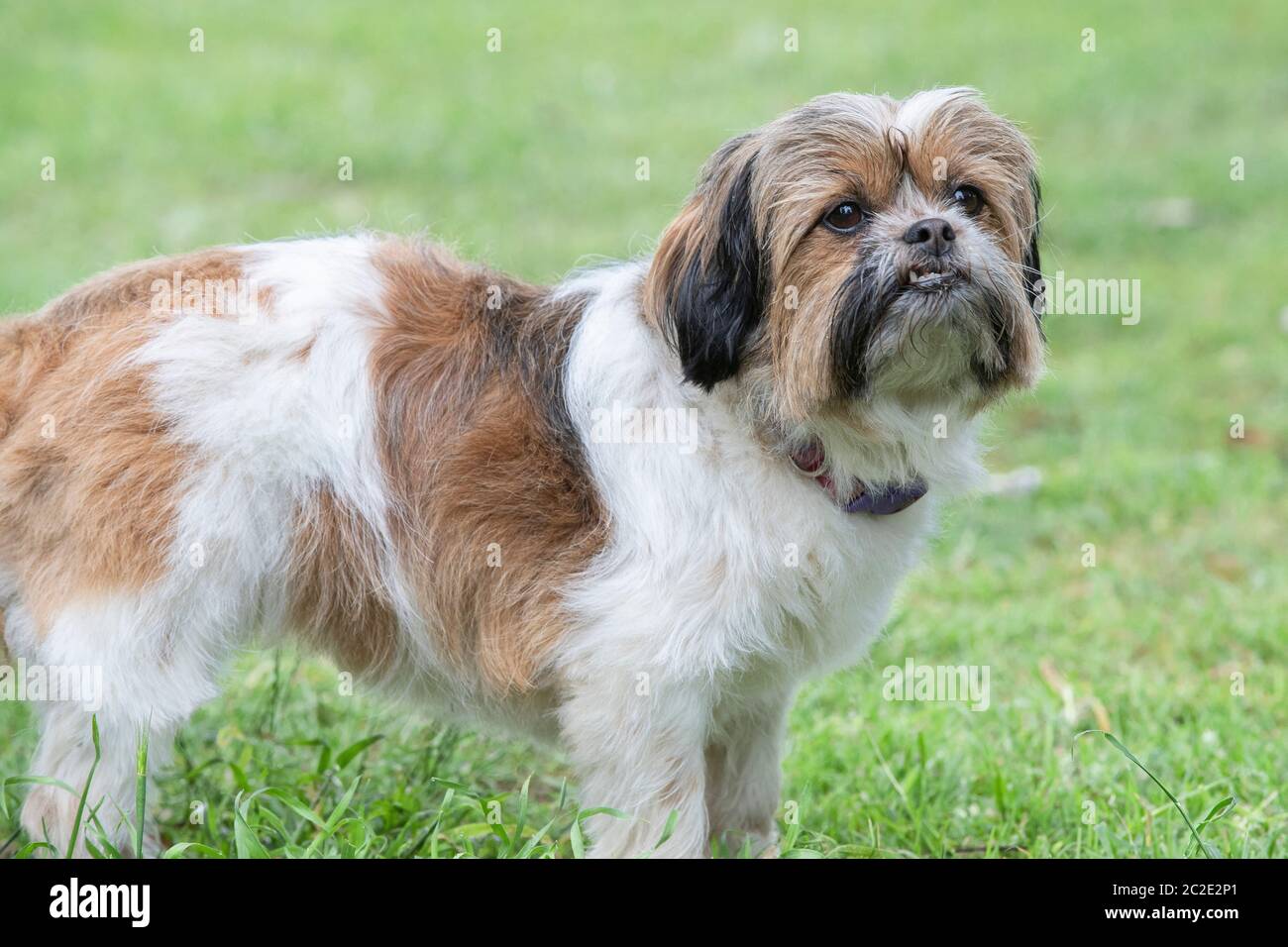 Hvor fint cyklus cement Shih tzu cross hi-res stock photography and images - Alamy