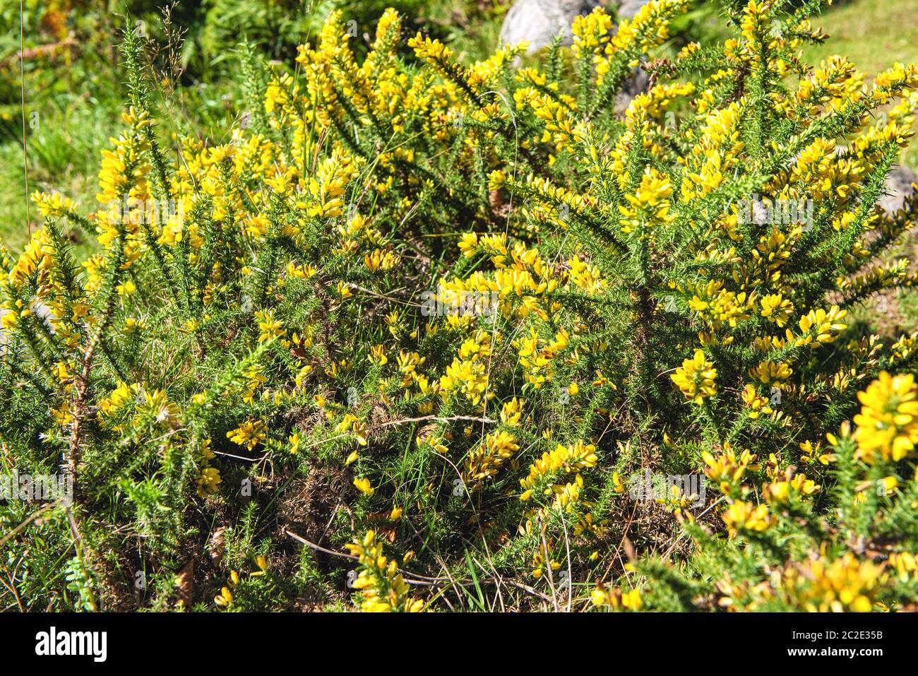 Broom flower in the summer season Stock Photo Alamy