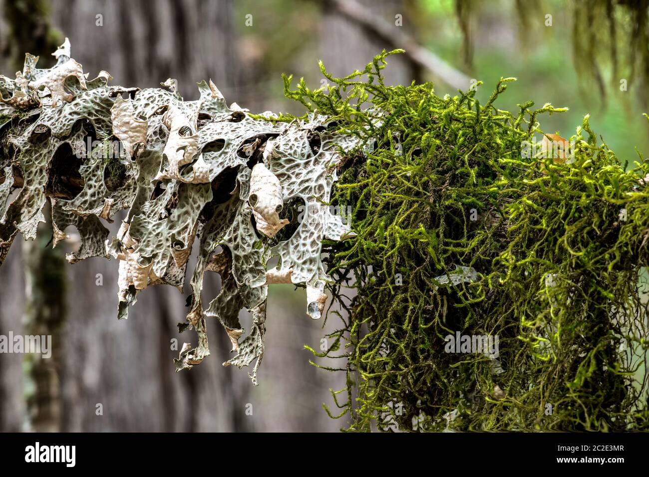 Tree Lungwort (Lobaria pulmonaria) Stock Photo