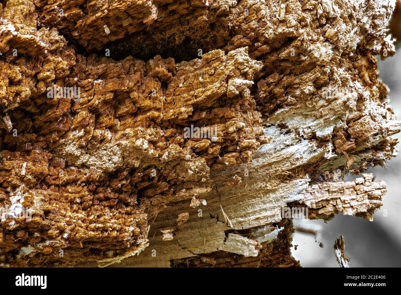 Old Pine Tree Trunk Stock Photo - Alamy