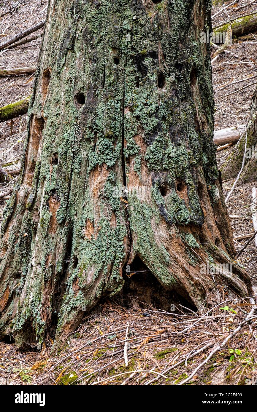 Forest Tree Trunks Stock Photo
