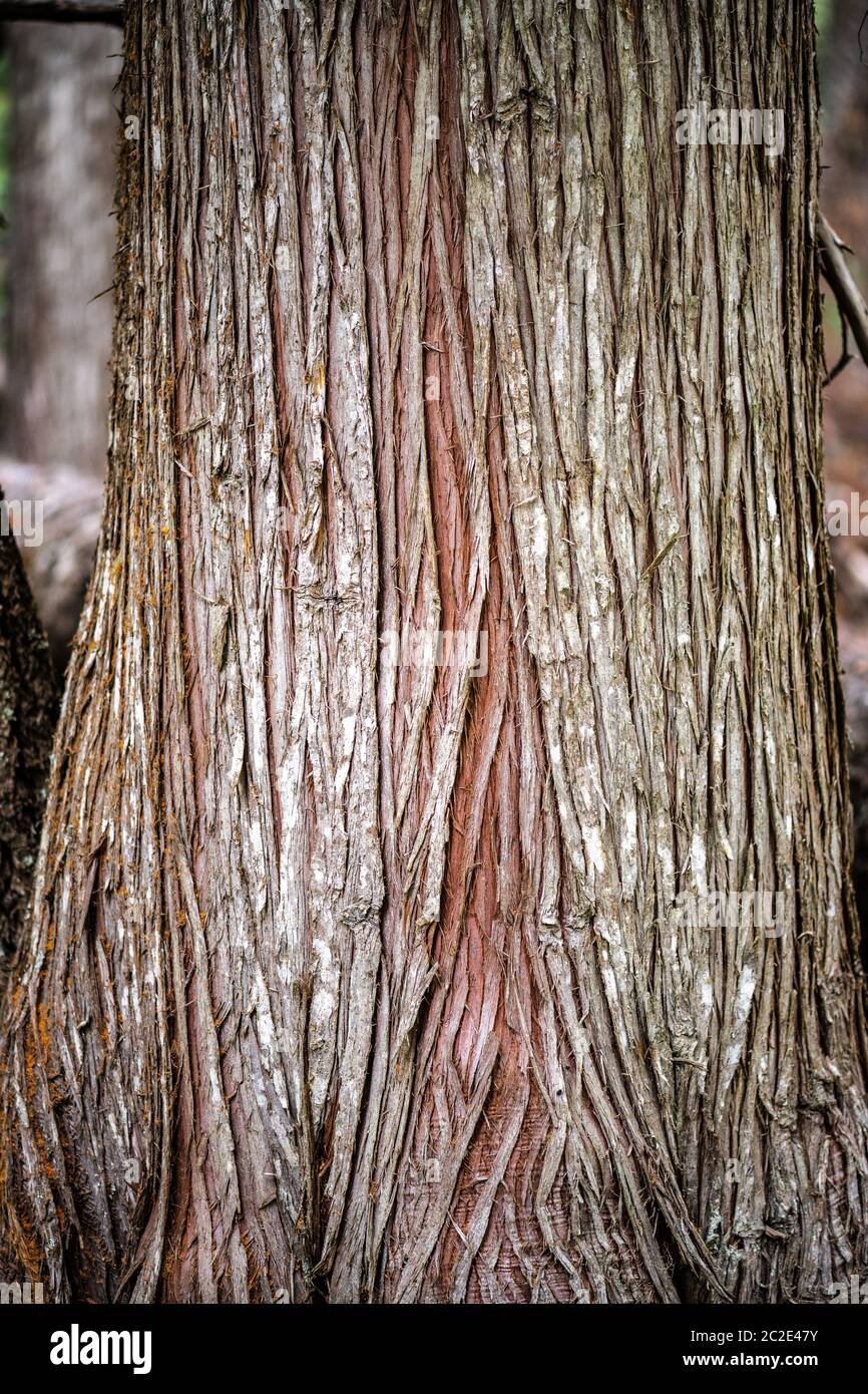 Cedar Tree Trunk Stock Photo