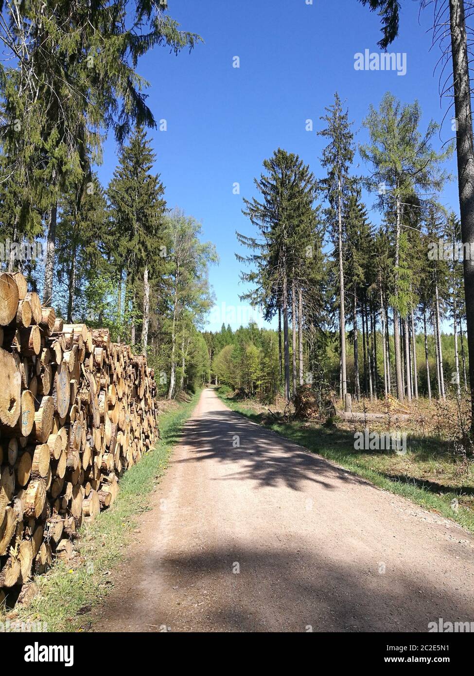 Ein schnurgerader Forstweg durch einen Fichtenwald an einem sonnigen Tag im Frühling, große Holzstapel am Rand des Weges, blauer, wolkenloser Himmel, Stock Photo