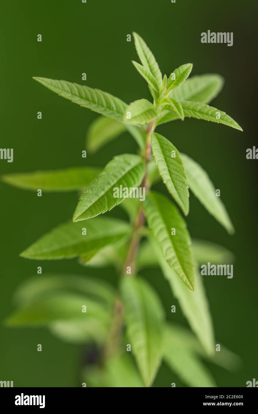 lemon verbena isolated on white background Stock Photo