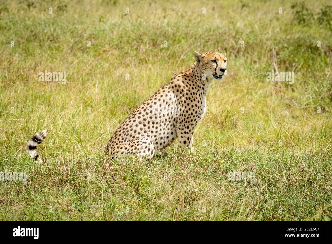 Cheetah sits turning head in long grass Stock Photo
