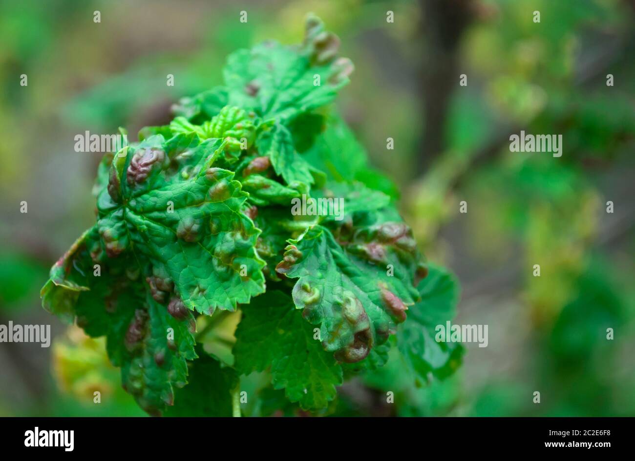 Currant leaves twisted and in red blisters, spots on a blurred green background. Diseases of black and red currant. Red gallic aphid or fungal disease Stock Photo