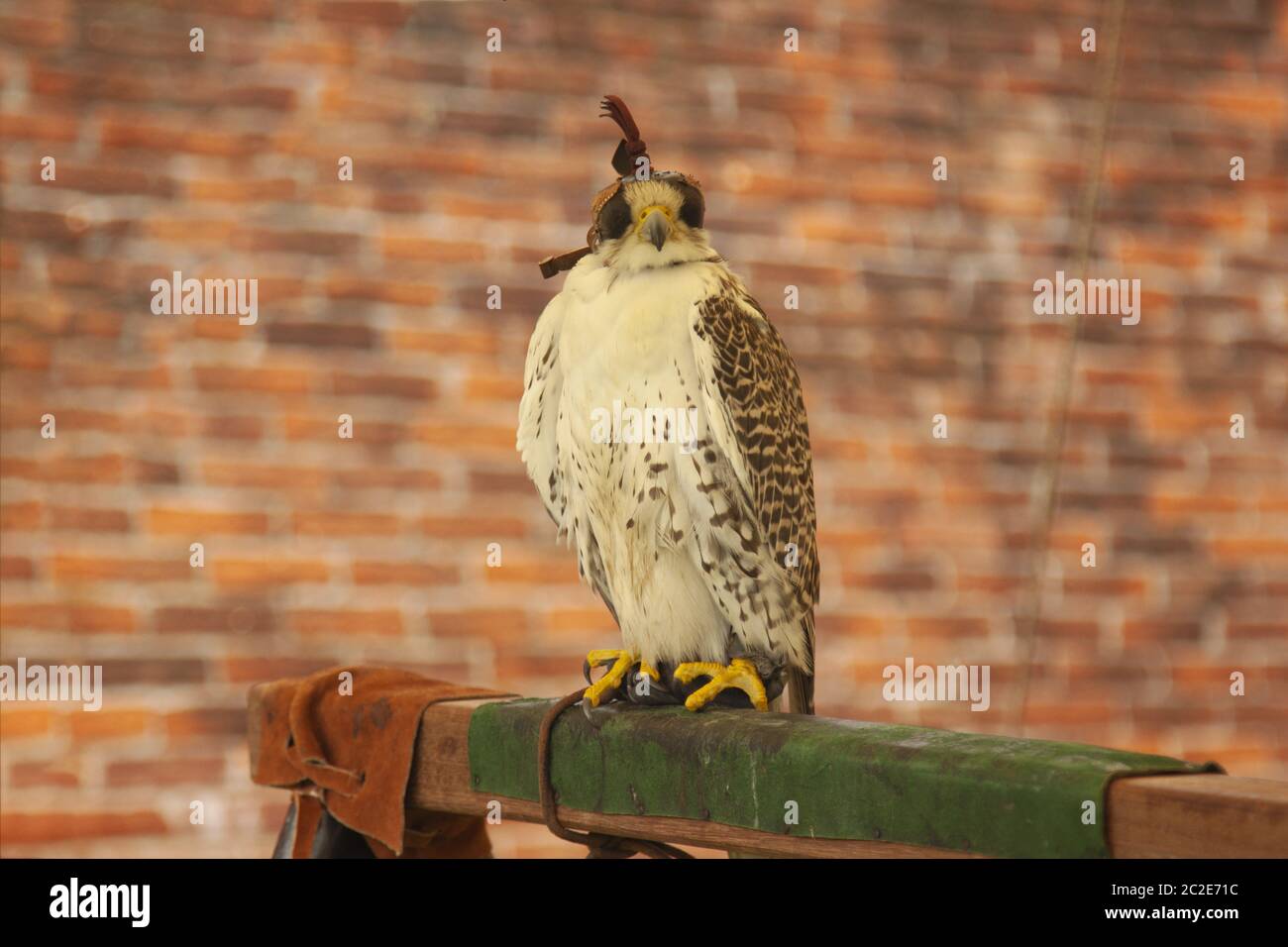 falconry predatory bird hooded hawk Stock Photo