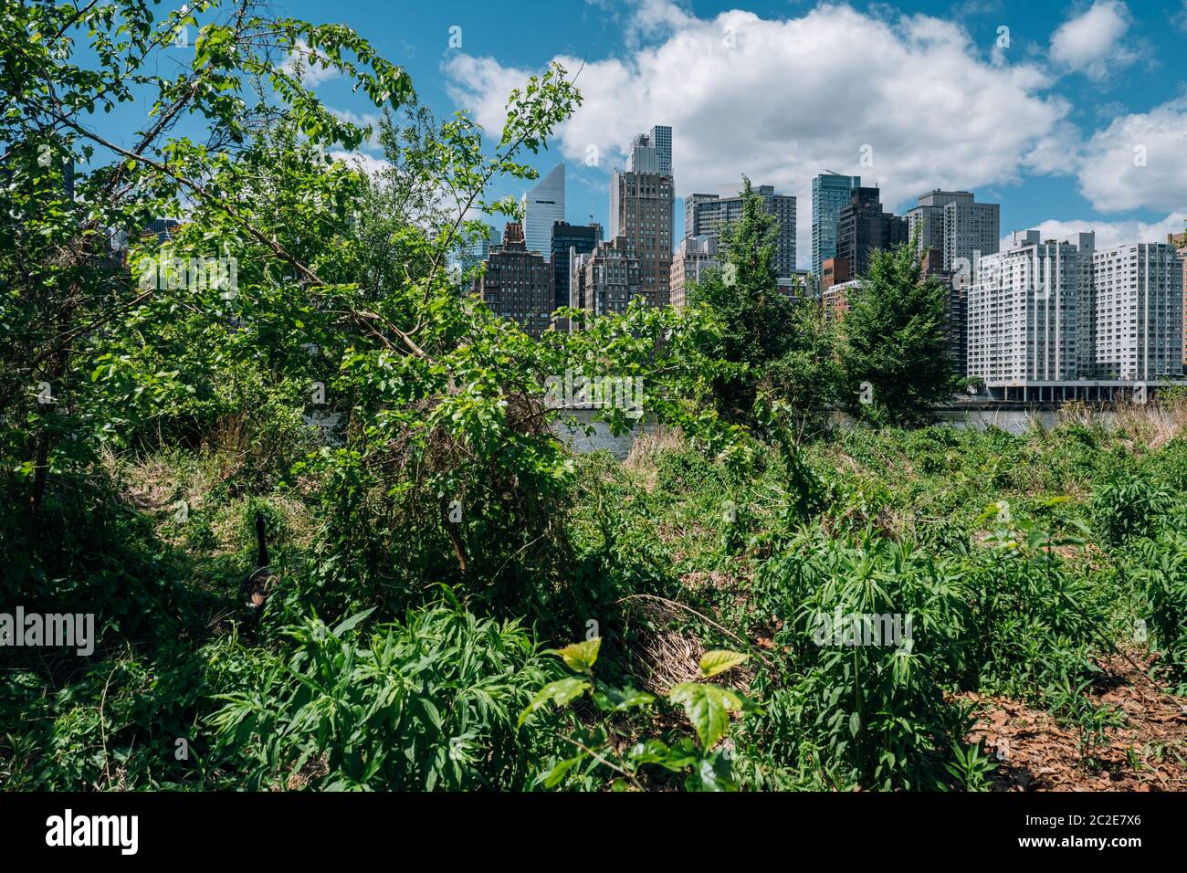 Midtown apartment buildings on east riverside view from Roosevelt ...