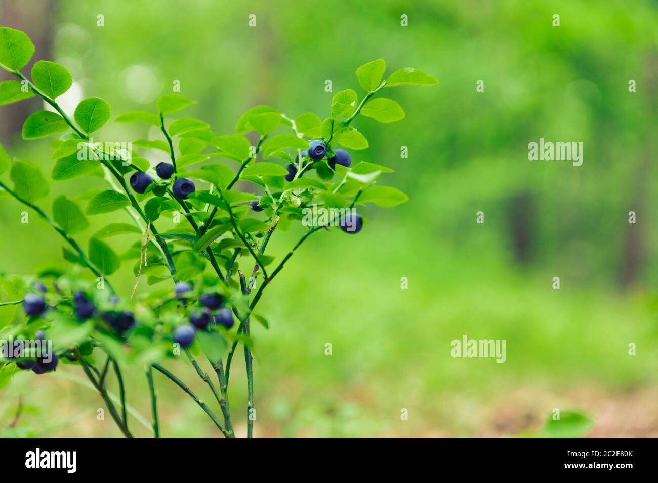 Shrubs with blueberry fruits in the forest Stock Photo