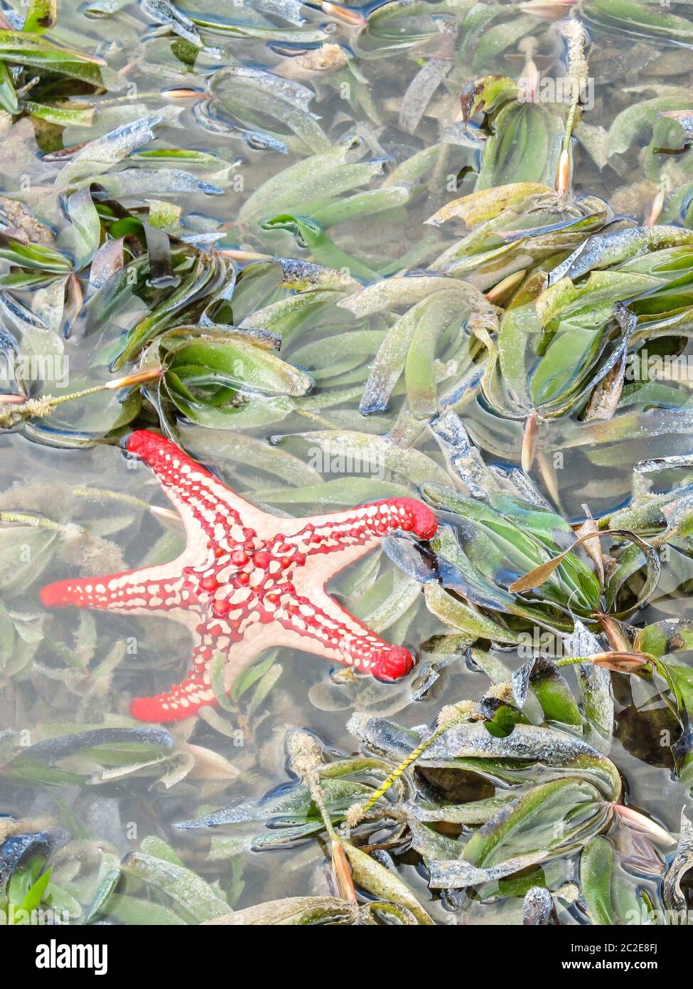 A red colored beaded starfish (Pentaceraster mammillatus) in a seagrass meadow on the west coast of Inhaca Island, Maputo Bay, Mozambique Stock Photo