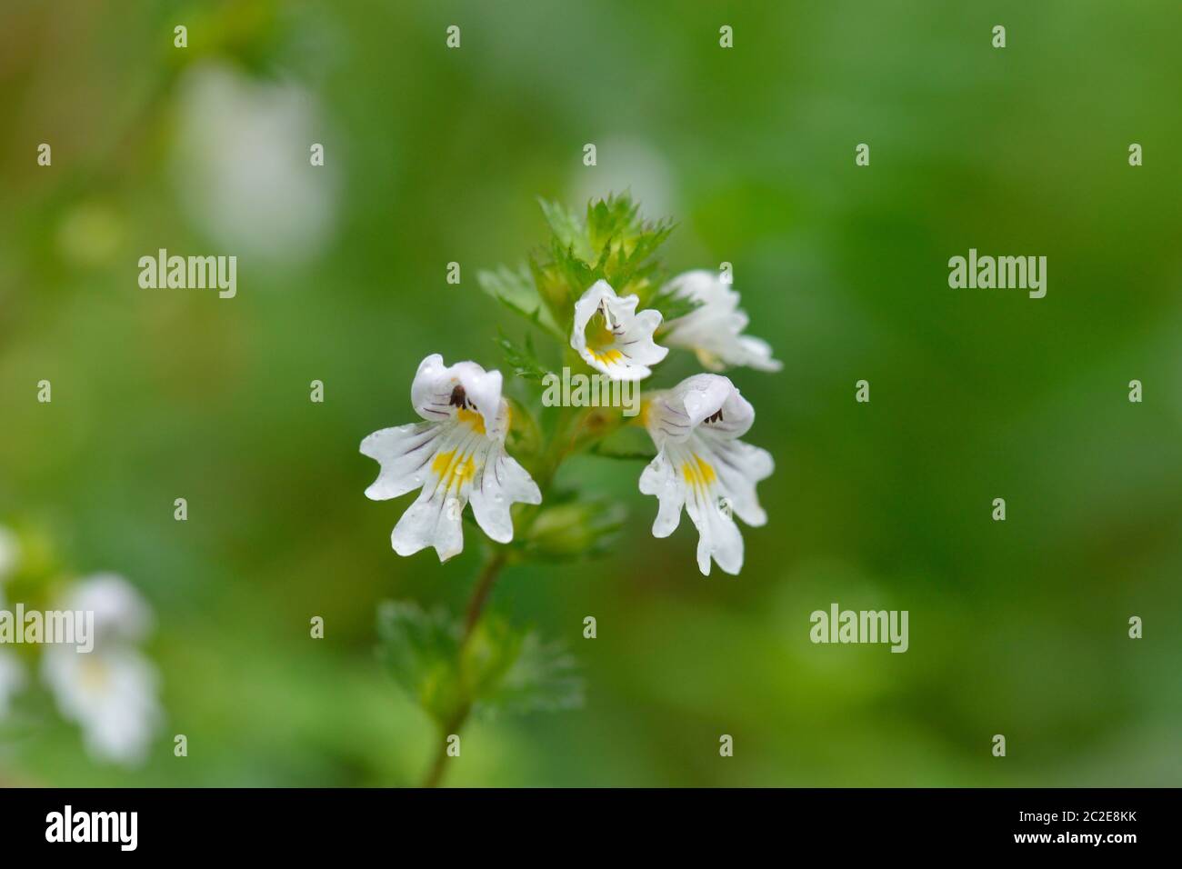 Flowers of the Eyebright Euphrasia rostkoviana. Blossom, ecosystem. Stock Photo