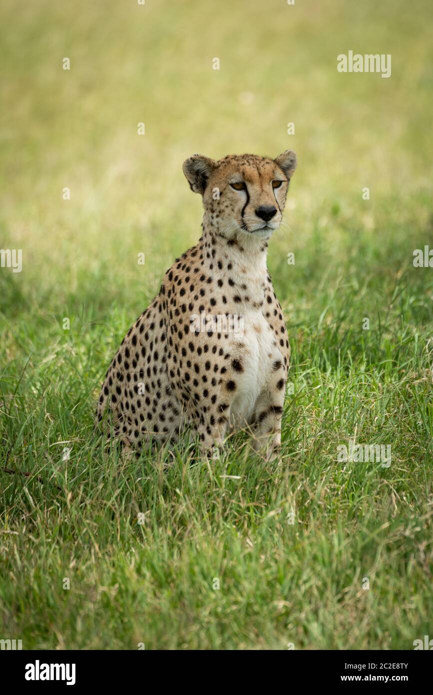 Cheetah sits in tall grass in shade Stock Photo
