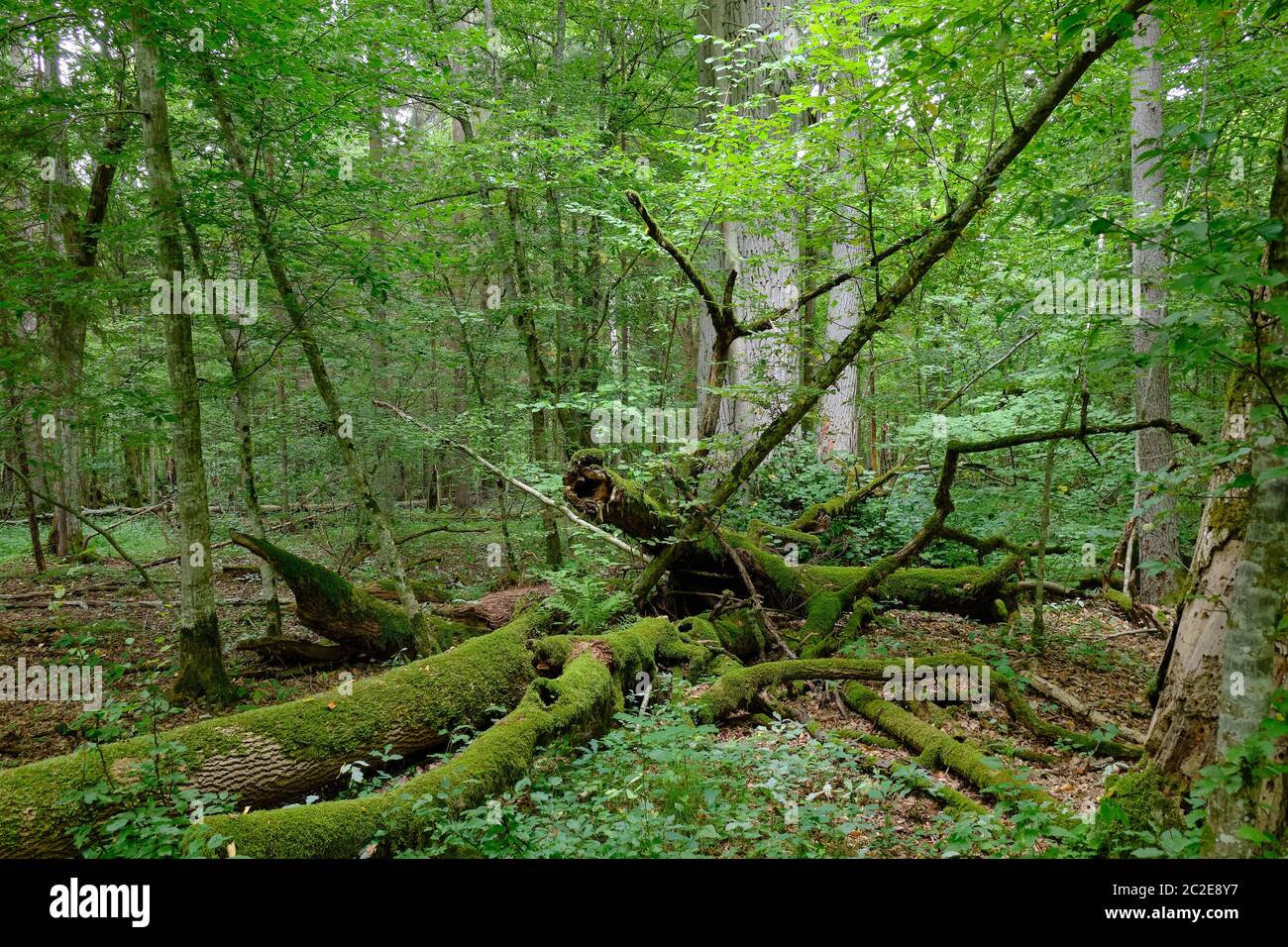 English ash tree hi-res stock photography and images - Alamy