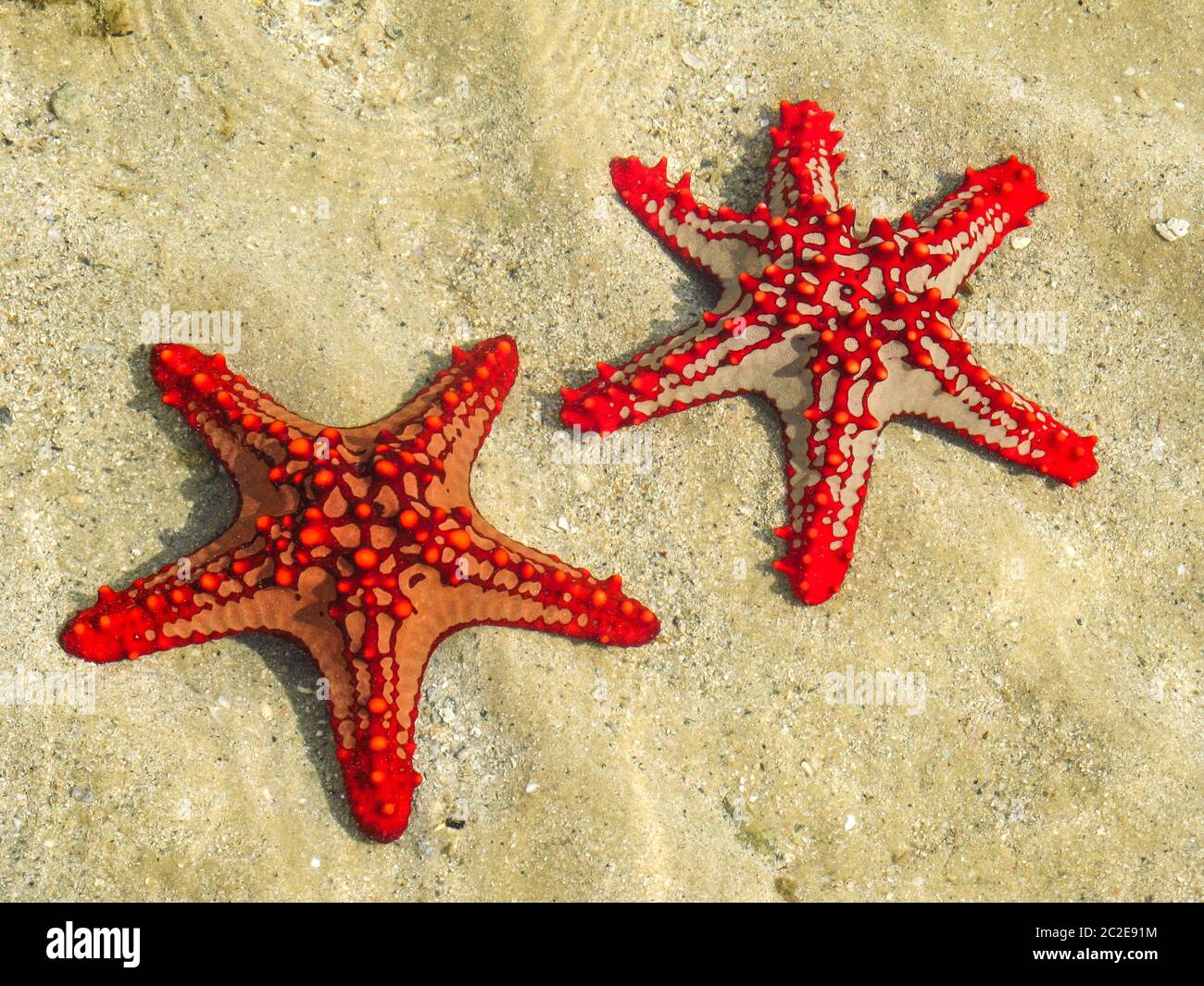 Two red colored beaded starfish (Pentaceraster mammillatus) with different amount of arms, on the west coast of Inhaca Island, Maputo Bay, Mozambique Stock Photo