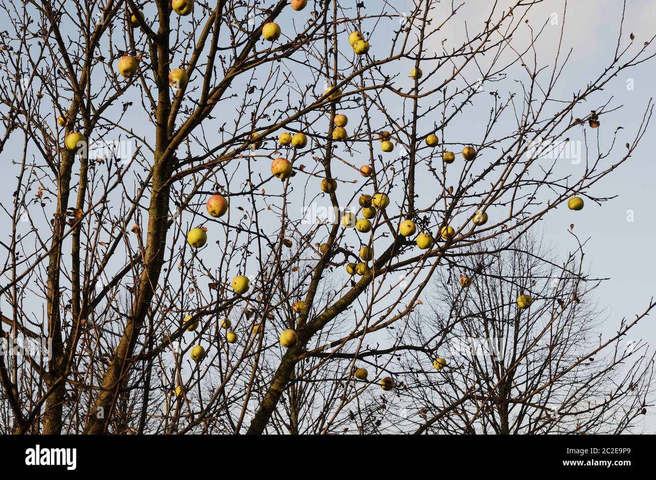 Fruit tree without fruits hires stock photography and images Alamy