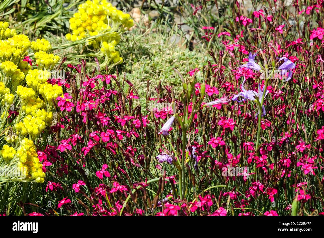 Helichrysum Dianthus Rubin Ixiolirion Stock Photo