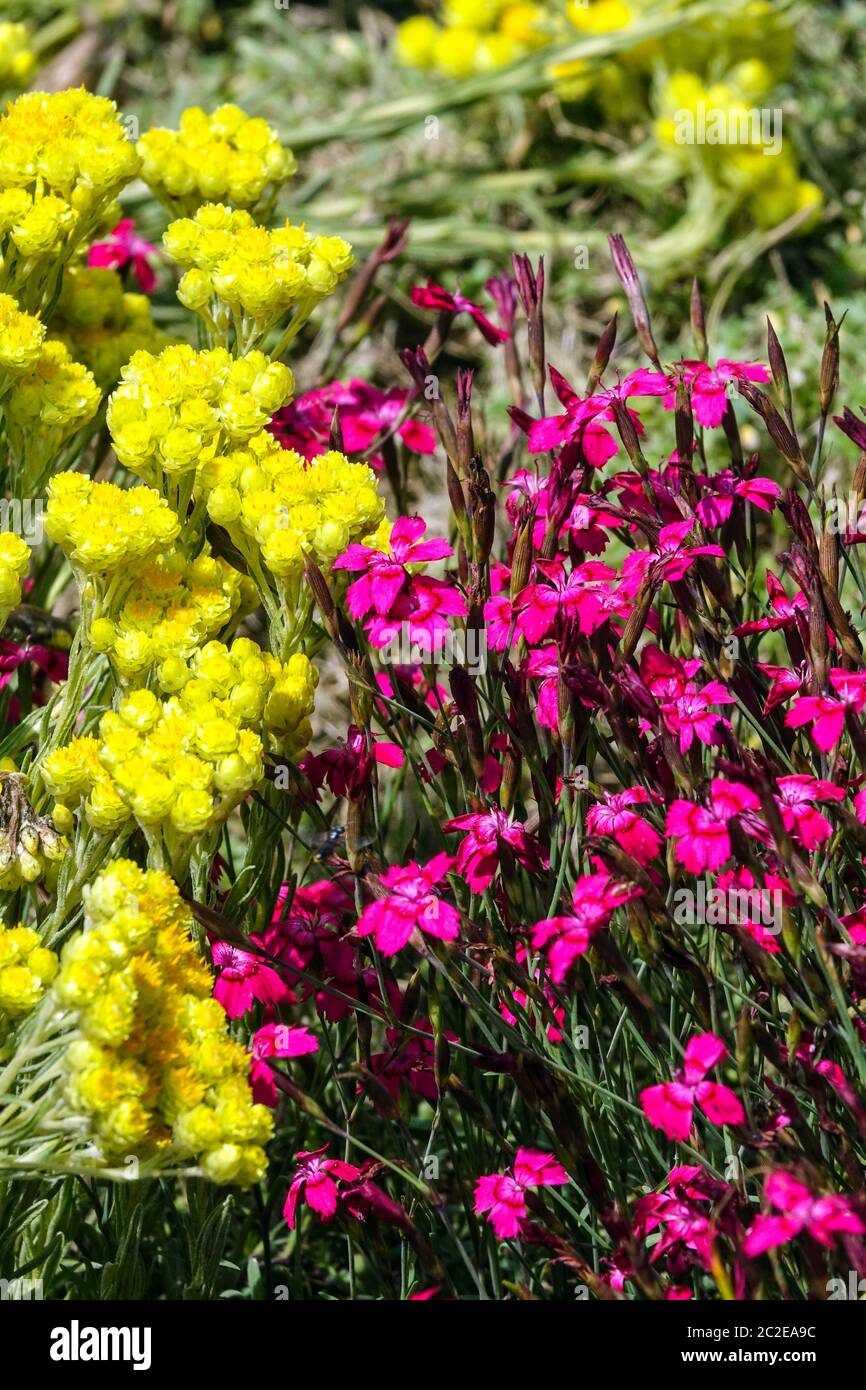Helichrysum Dianthus Rubin Stock Photo