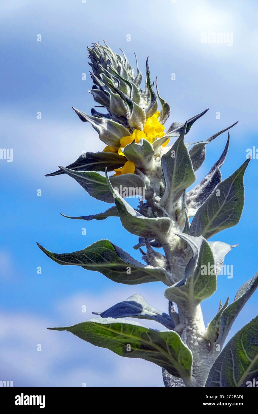 Flower spike of Common Mullein Verbascum thapsus Stock Photo