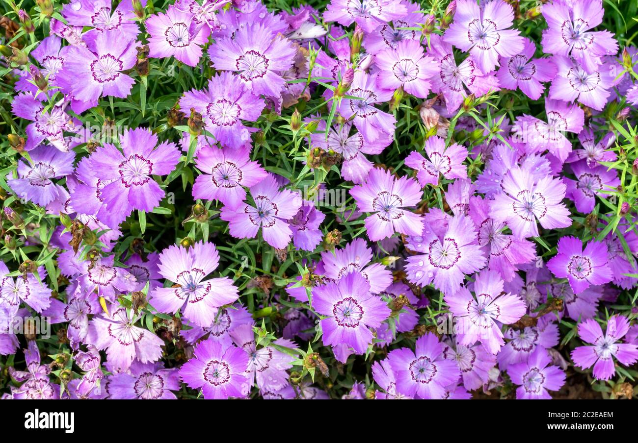 Dianthus amurensis 'Siberian Blue' a purple pink blue herbaceous summer flower plant commonly known as Amur pink Stock Photo