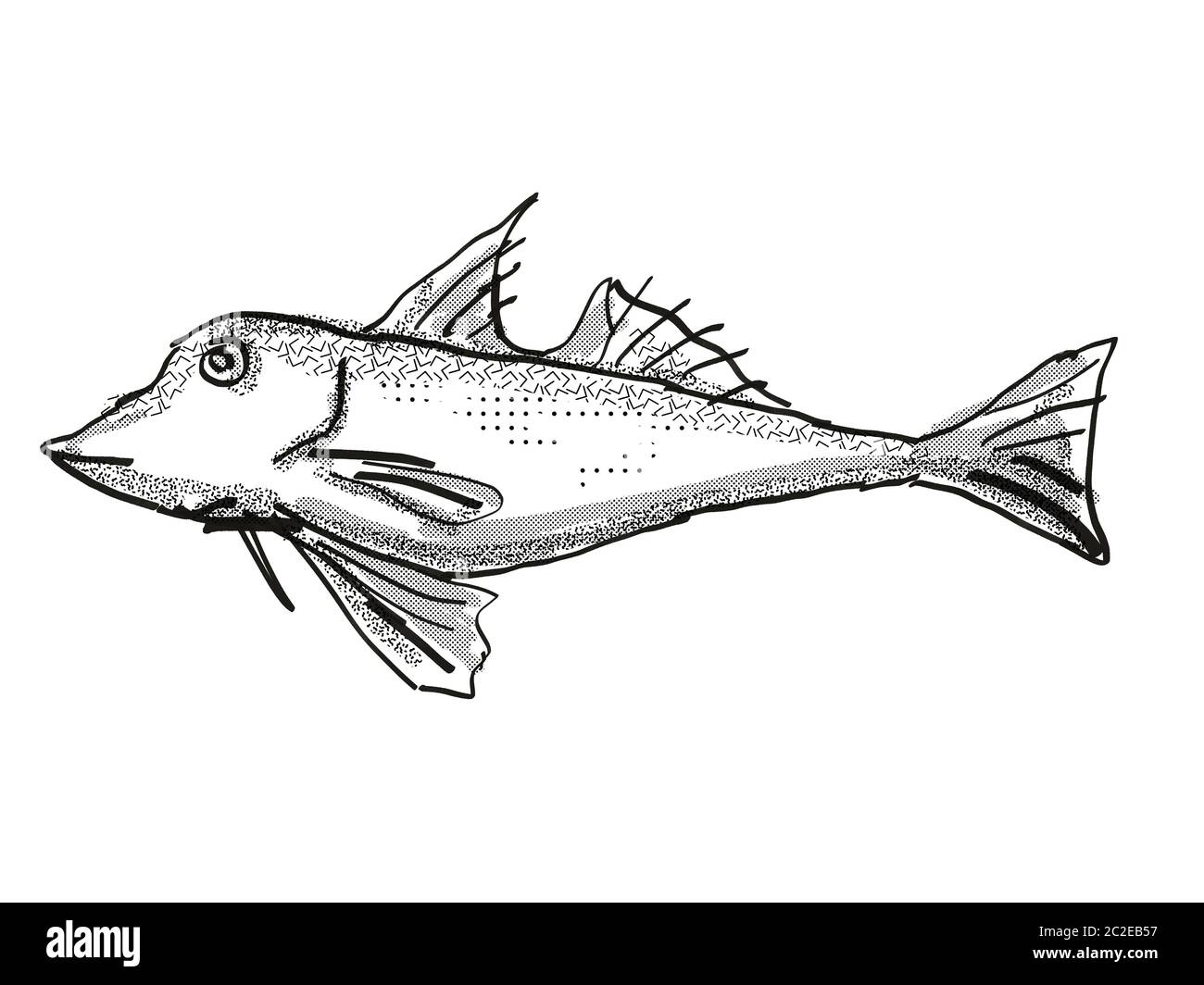 Retro cartoon style drawing of a red gurnard, a native New Zealand marine life species viewed from side on isolated white background done in black and Stock Photo