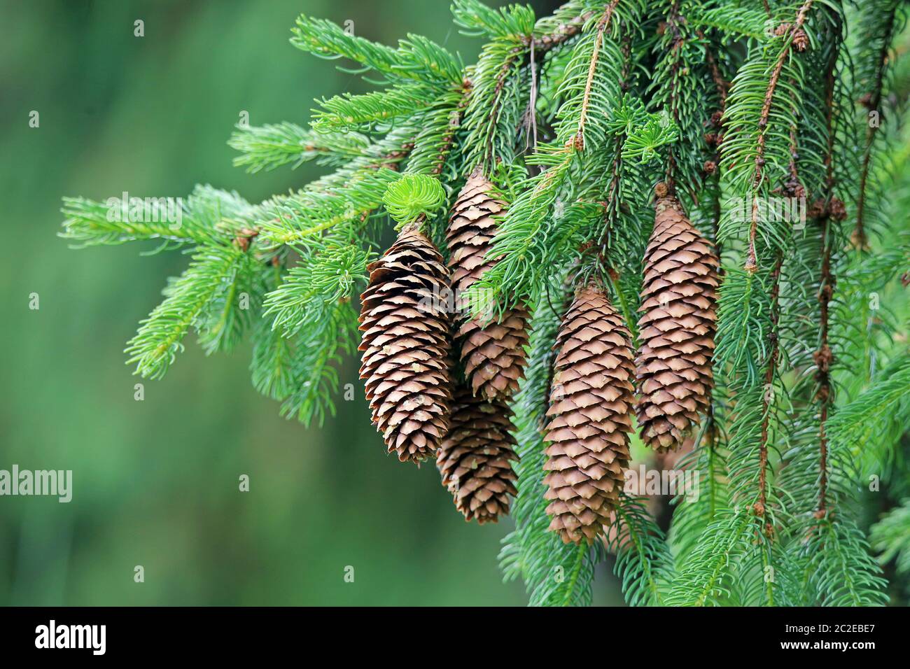Spring Cone Tree Spruce picea hi-res stock photography and images - Alamy