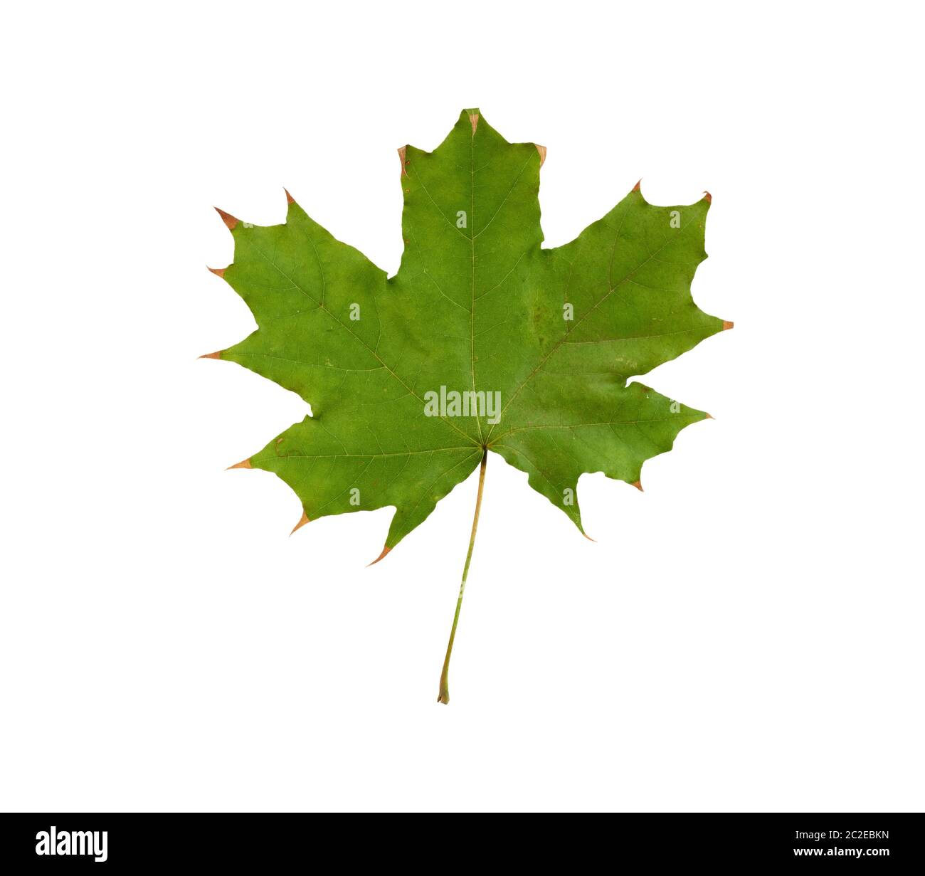 green maple leaf isolated on white background, close up Stock Photo - Alamy