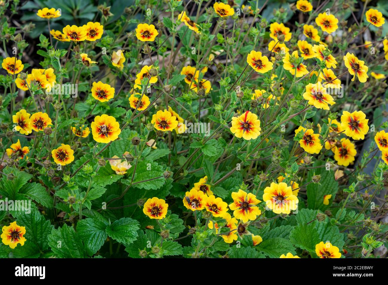 Potentilla 'Esta Ann' a yellow red flowered plant commonly known as cinquefoil Stock Photo