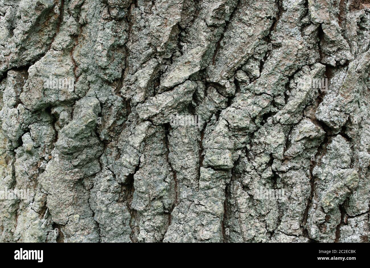 Bark of the Common oak tree, Quercus robur Stock Photo