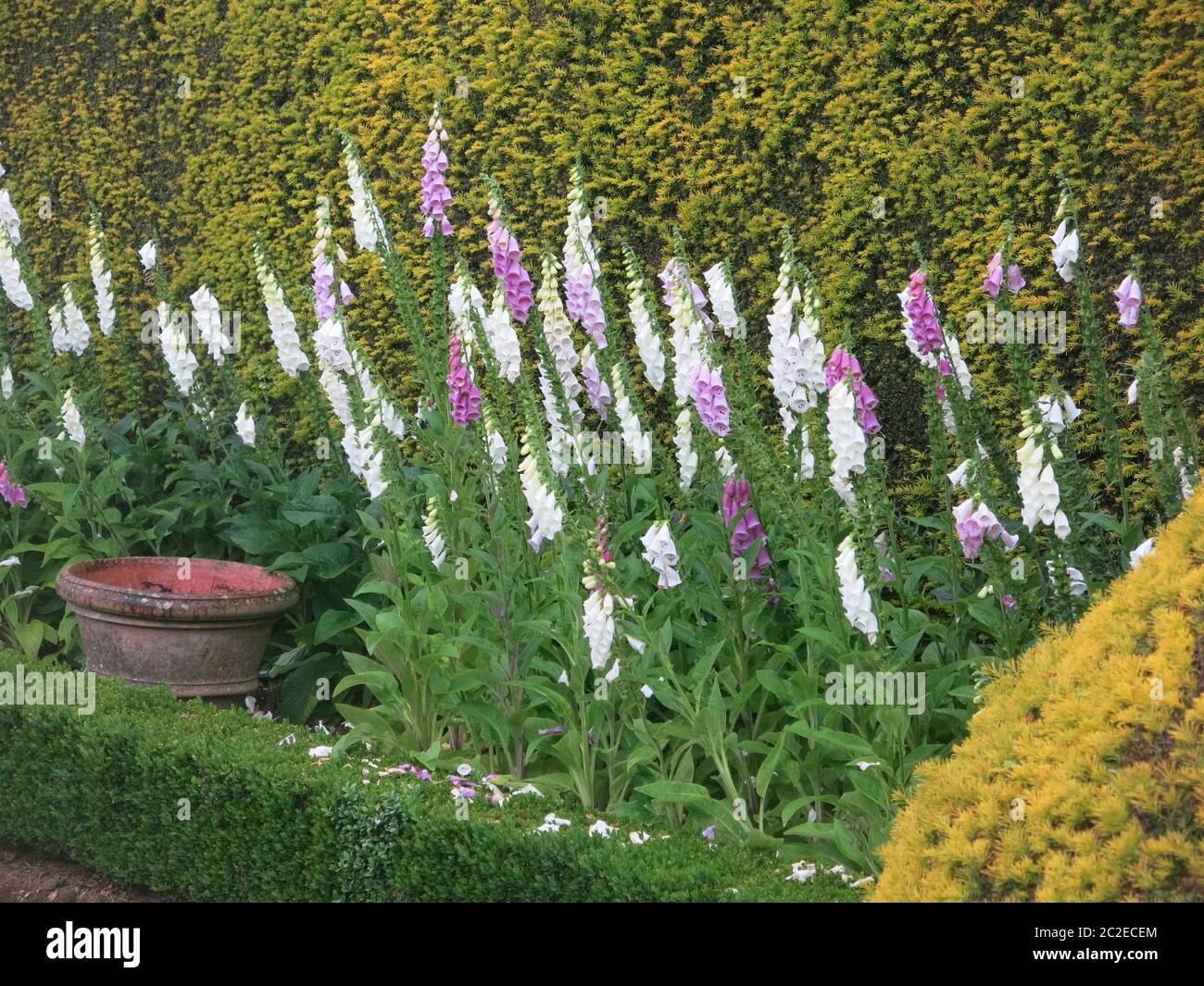Foxgloves hires stock photography and images Alamy