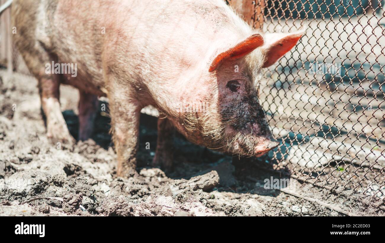 Portrait of messy pig on the farm, close-up. Happy pig on pig farm. Stock Photo