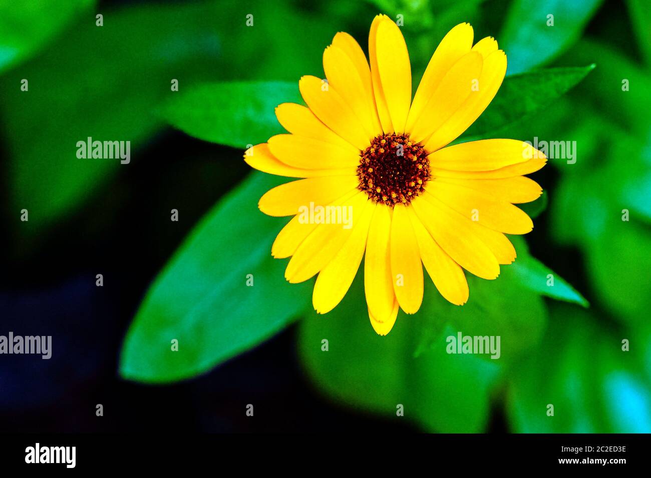 Dimorphotheca ecklonis or Osteospermum, also known as cape marguerite, Van Staden's or Sundays river daisy, blue-and-white daisy bush, star of the veldt Stock Photo