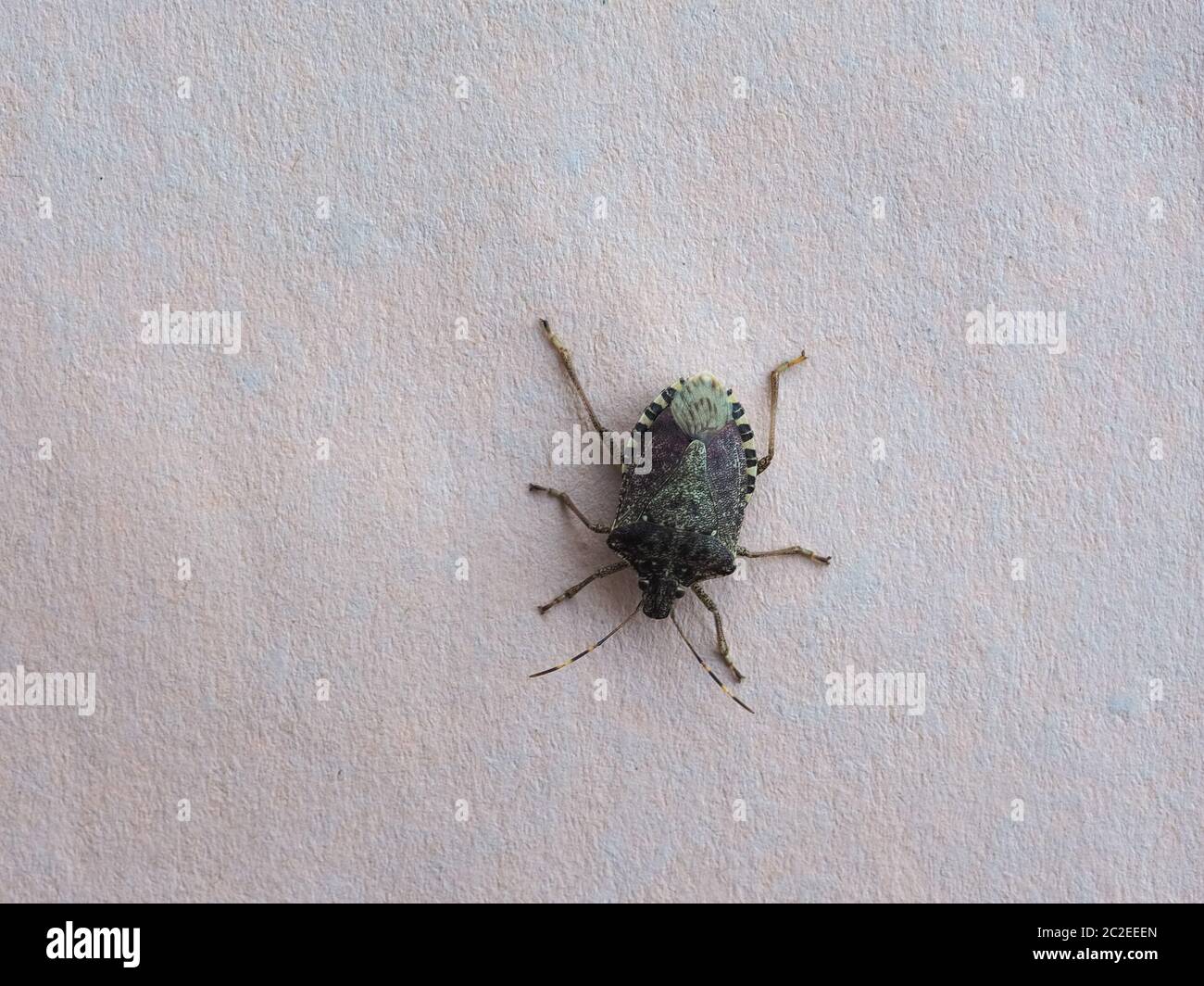 Green Shield Bug Aka Nezara Viridula Animal Of Phylum Euarthropoda Hexapoda Clade Pancrustacea Class Insecta Insects Stock Photo Alamy